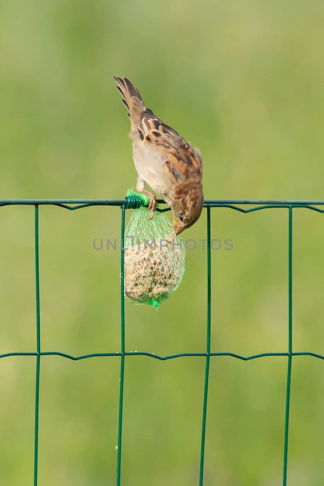 A sparrow is eating on a fence