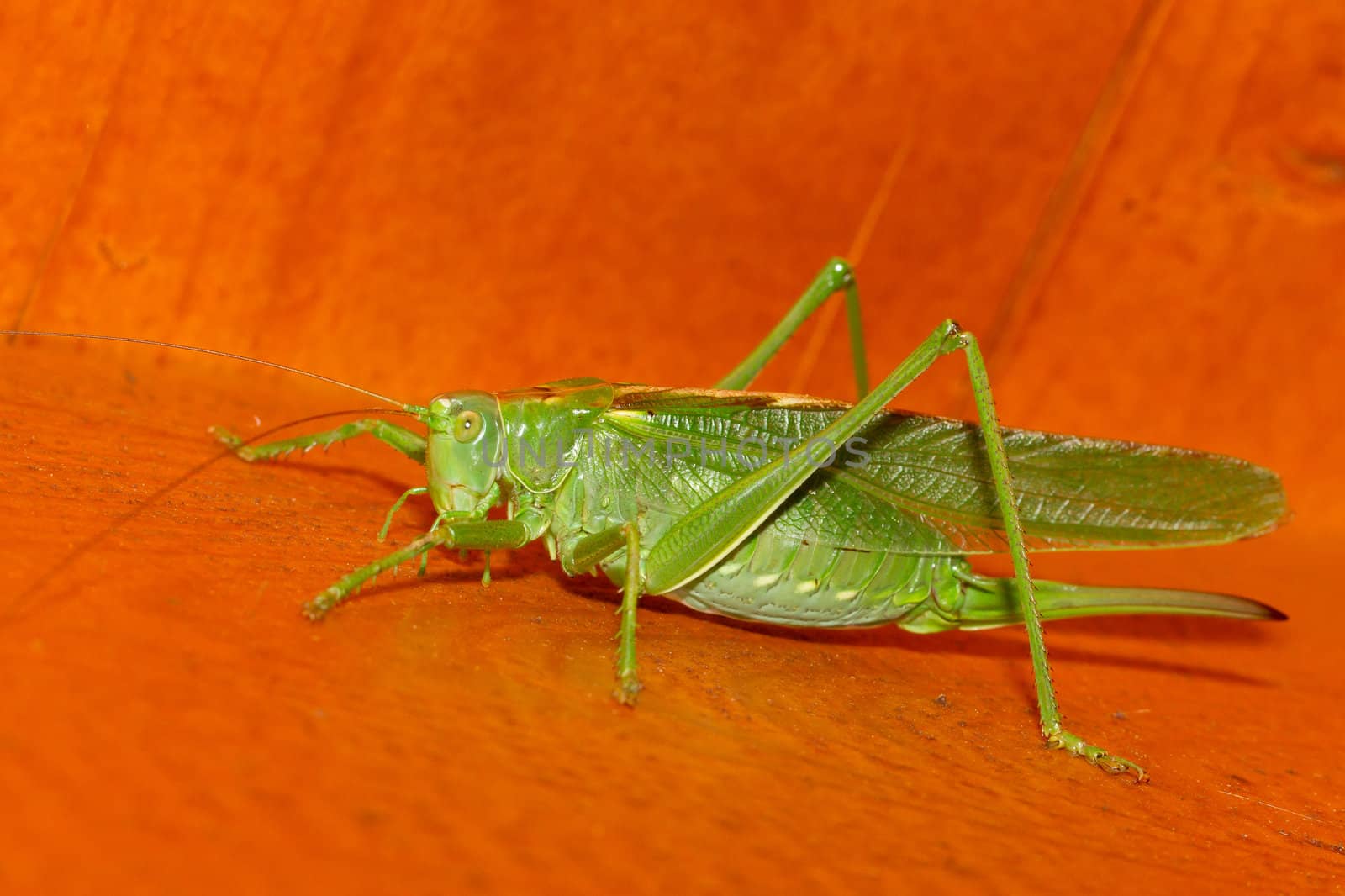 A grasshopper by michaklootwijk
