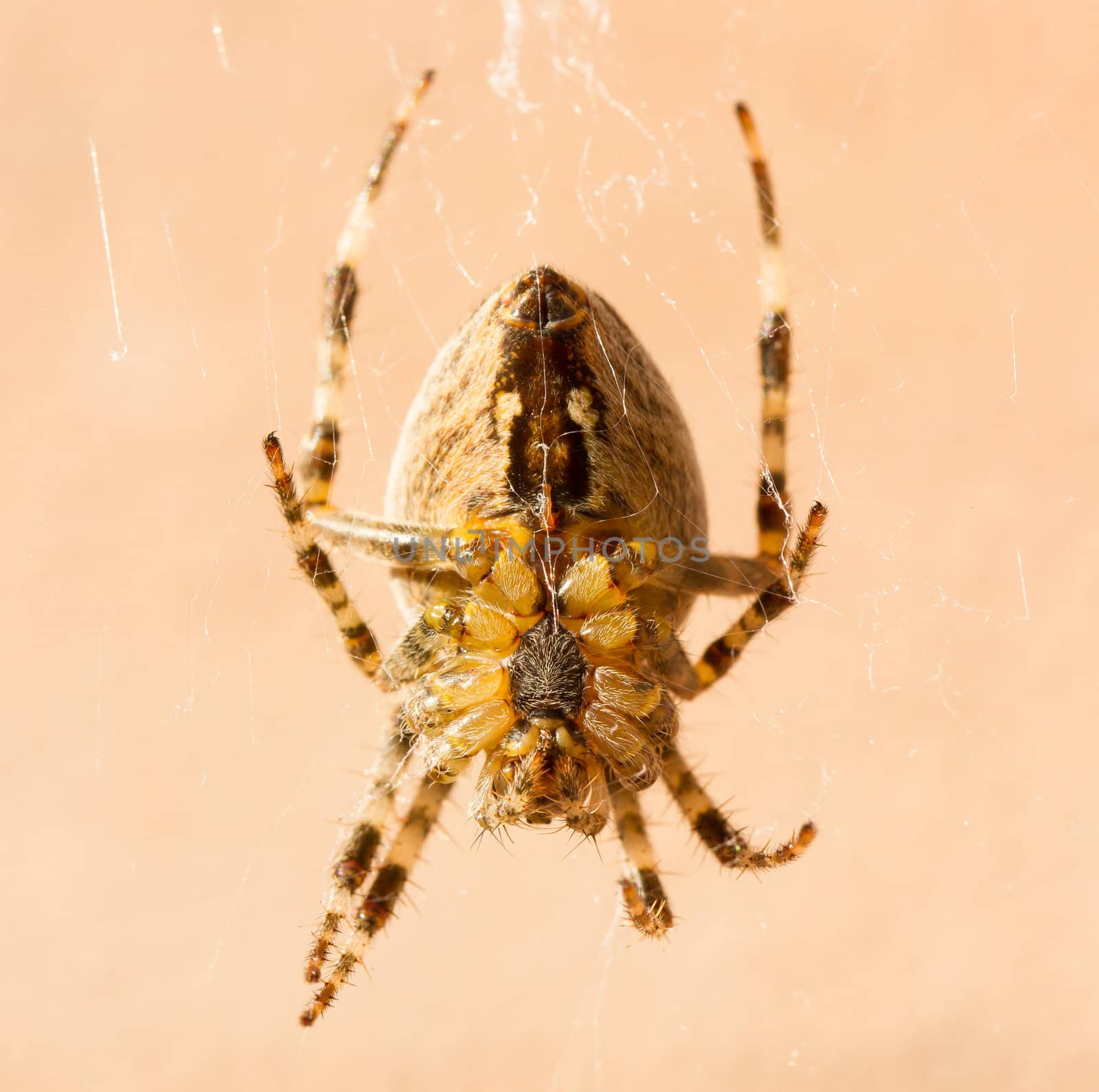 A close-up of a cross spider