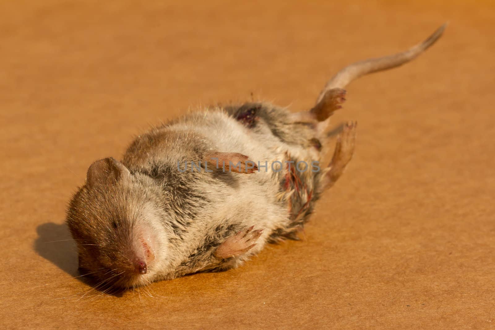 A mouse who fell victim to a cat