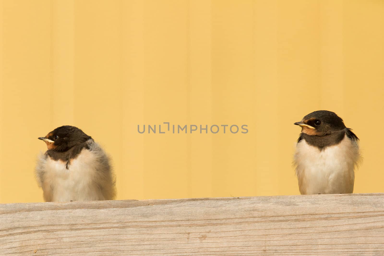 Two young swallows by michaklootwijk