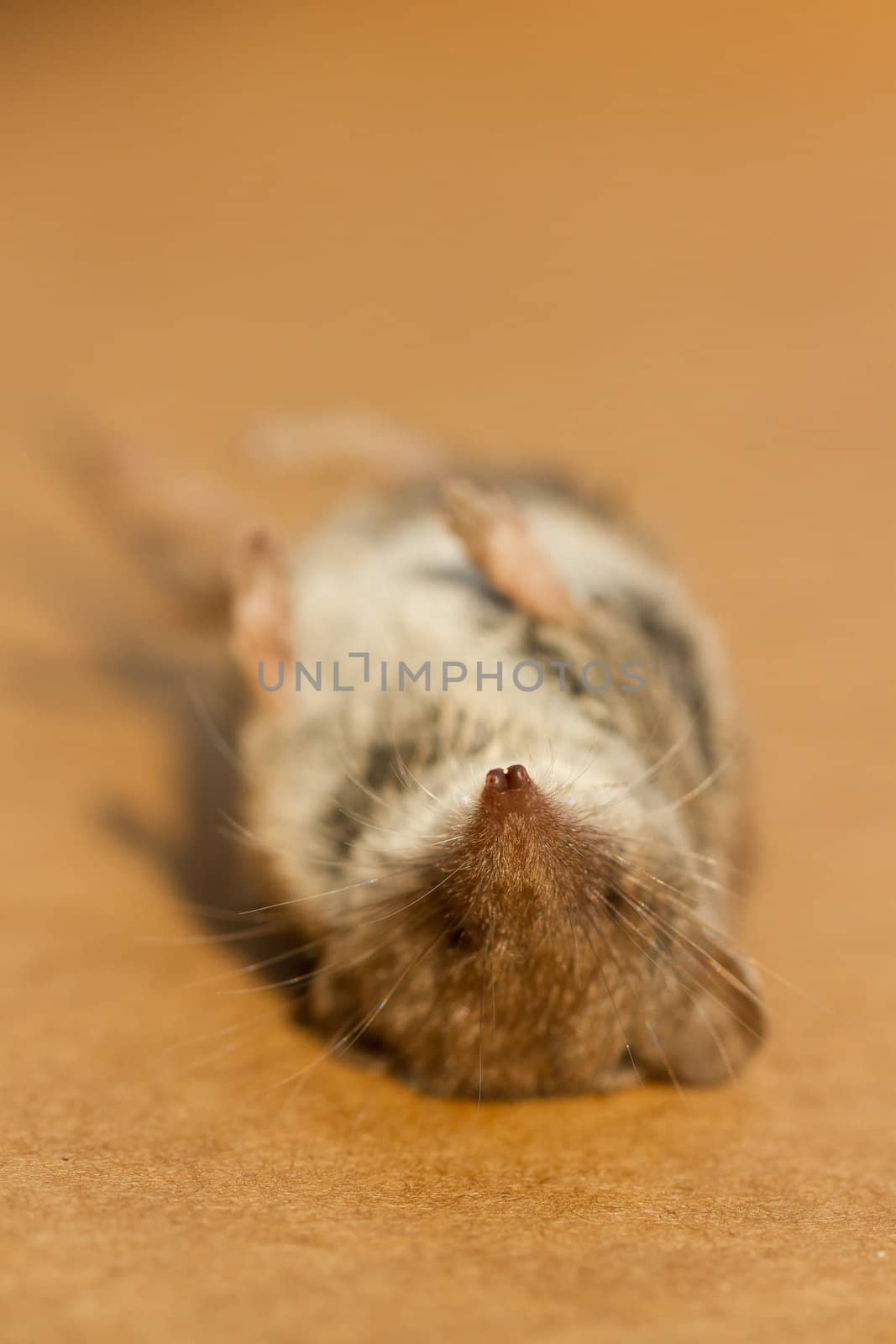 A mouse who fell victim to a cat