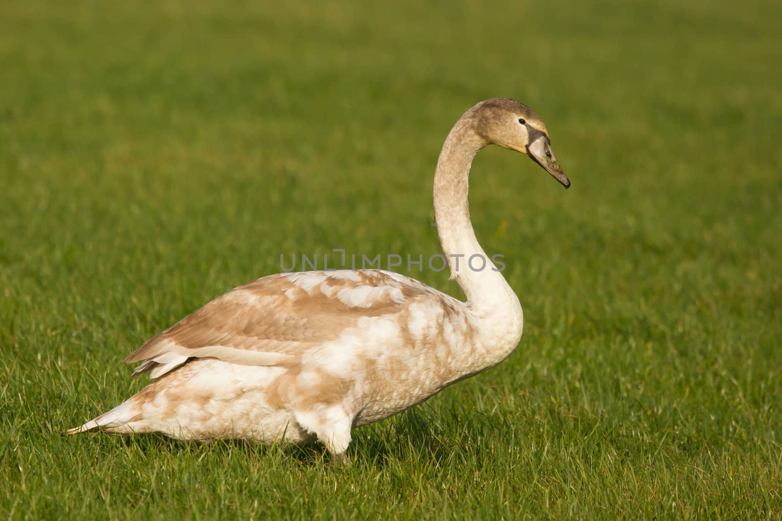 A young swan in a green field