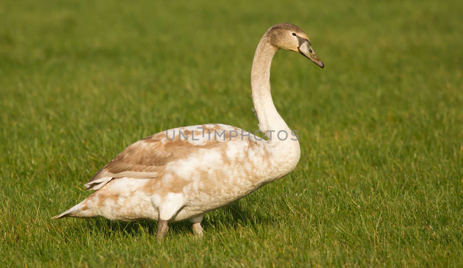 A young swan in a green field