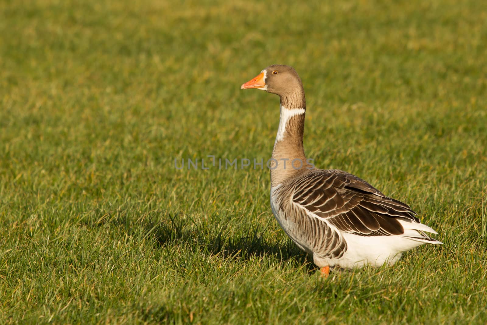 A goose in a field