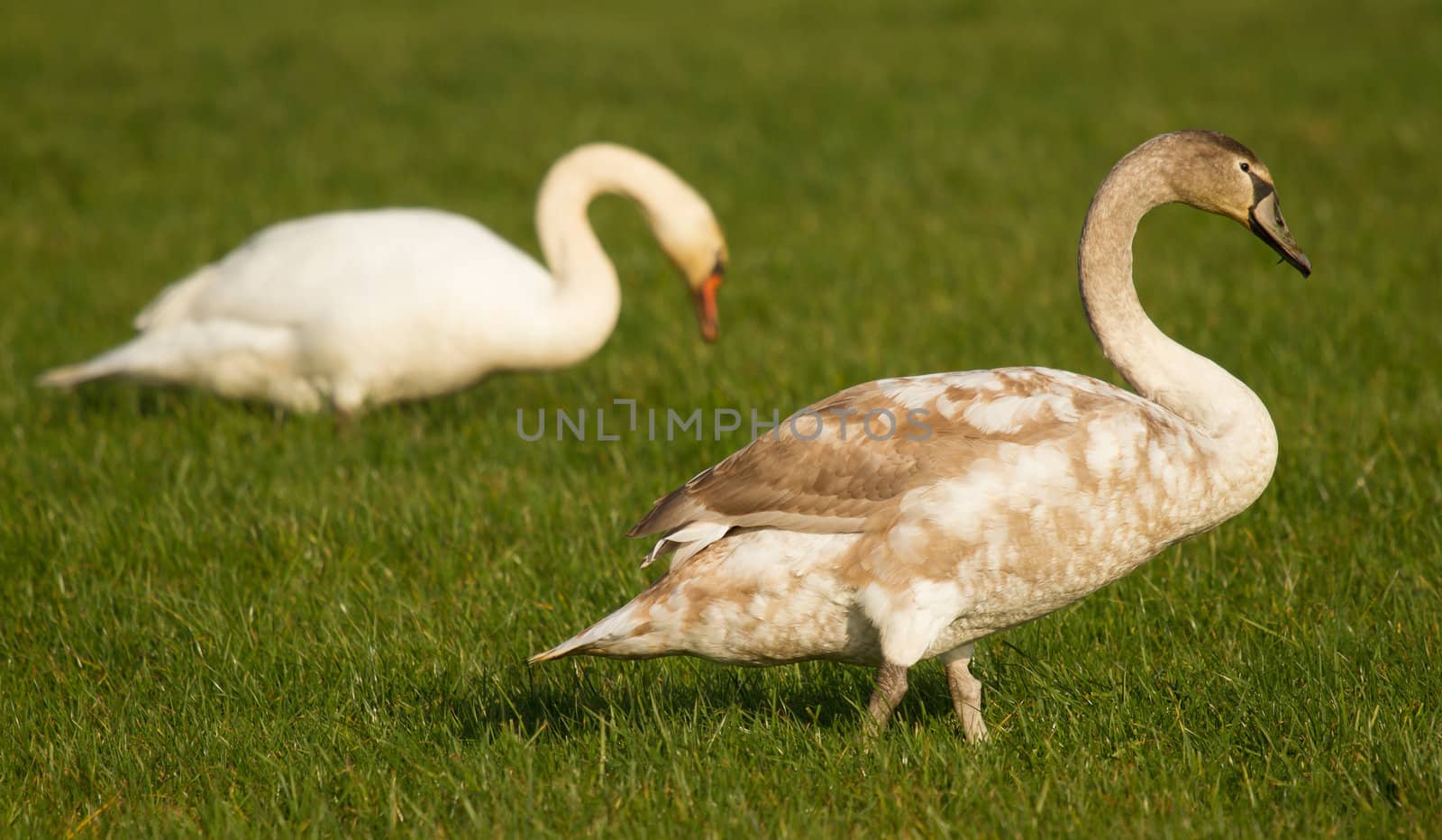 One adult and one young swan