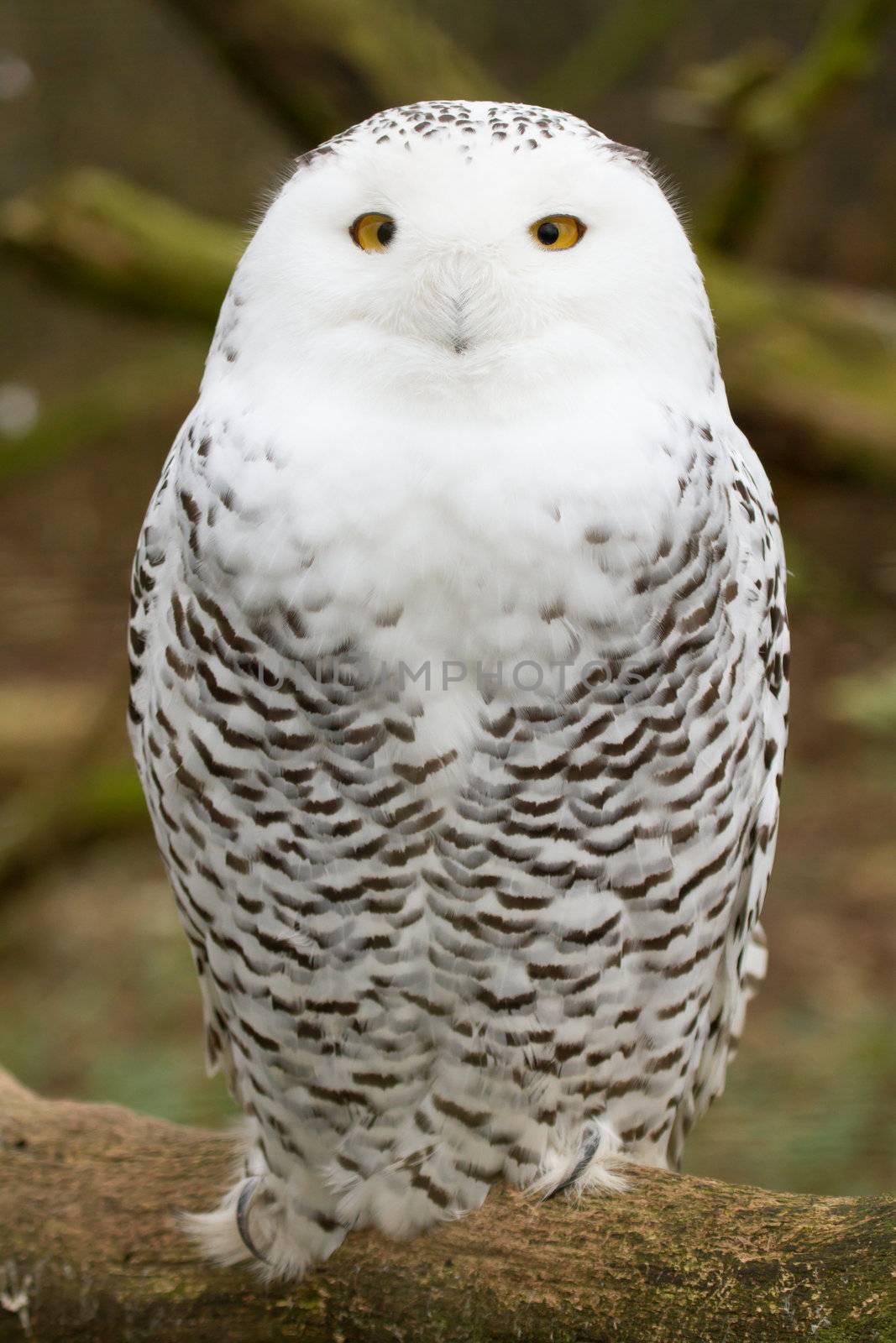 A snow owl by michaklootwijk