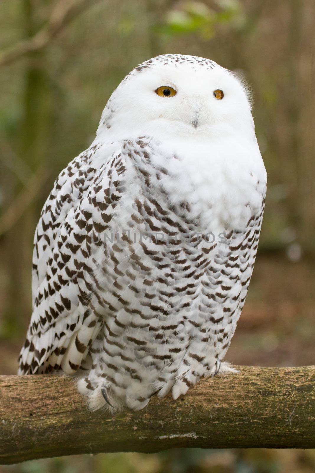 A snow owl in captivity