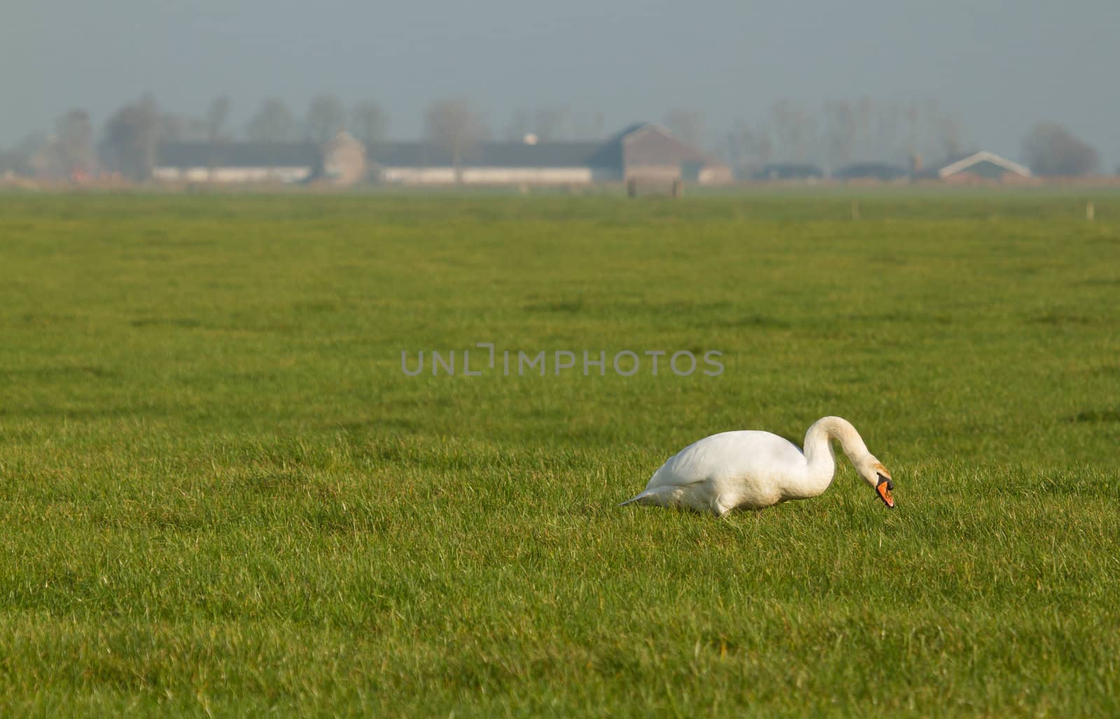 A swan is eating in a field