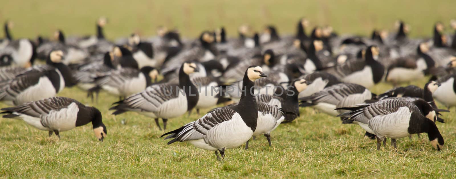 A group of barnacle geese by michaklootwijk