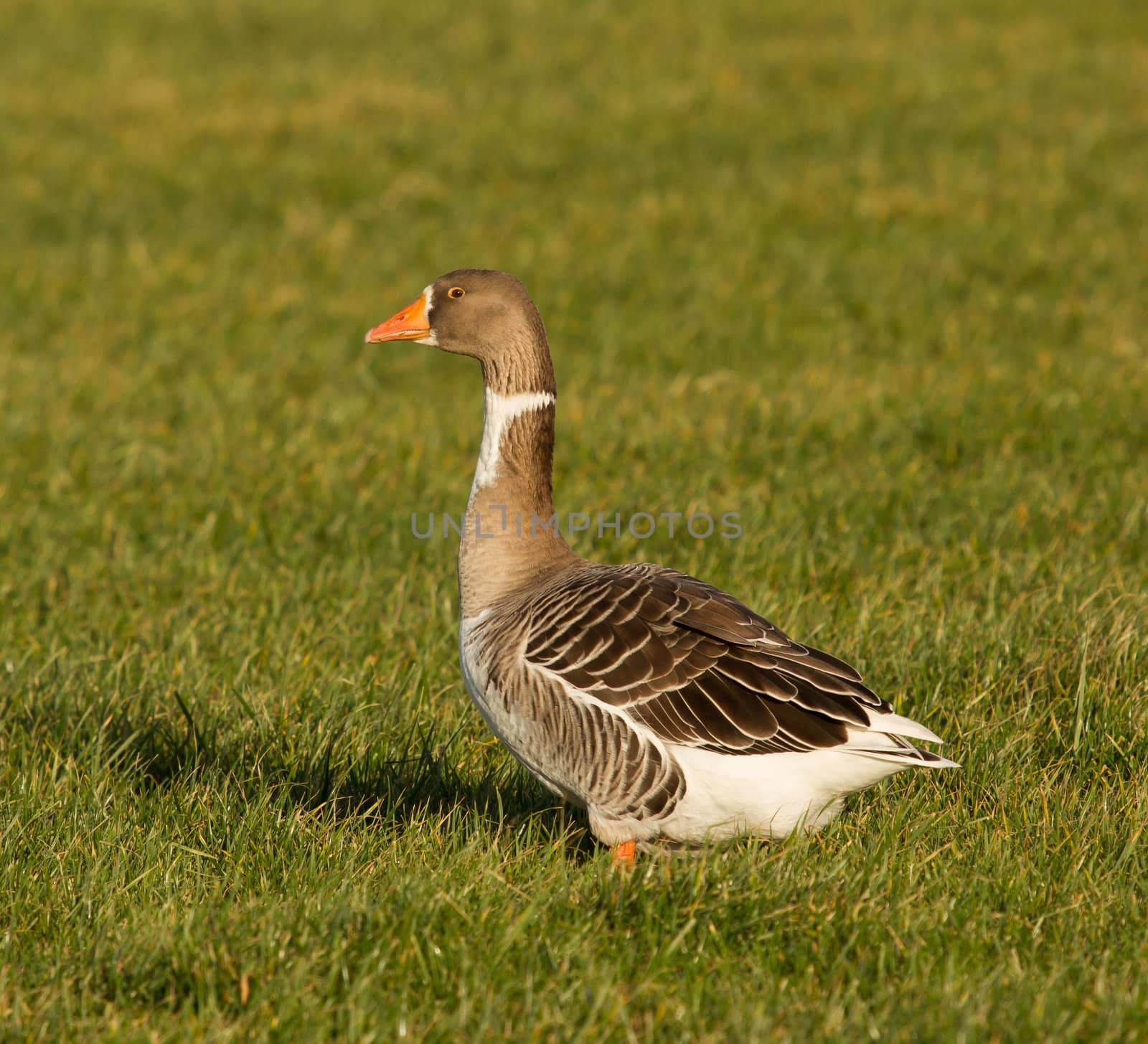A goose by michaklootwijk