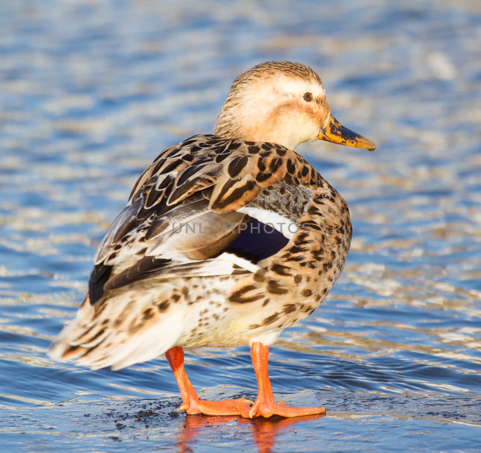 A wild duck on the ice