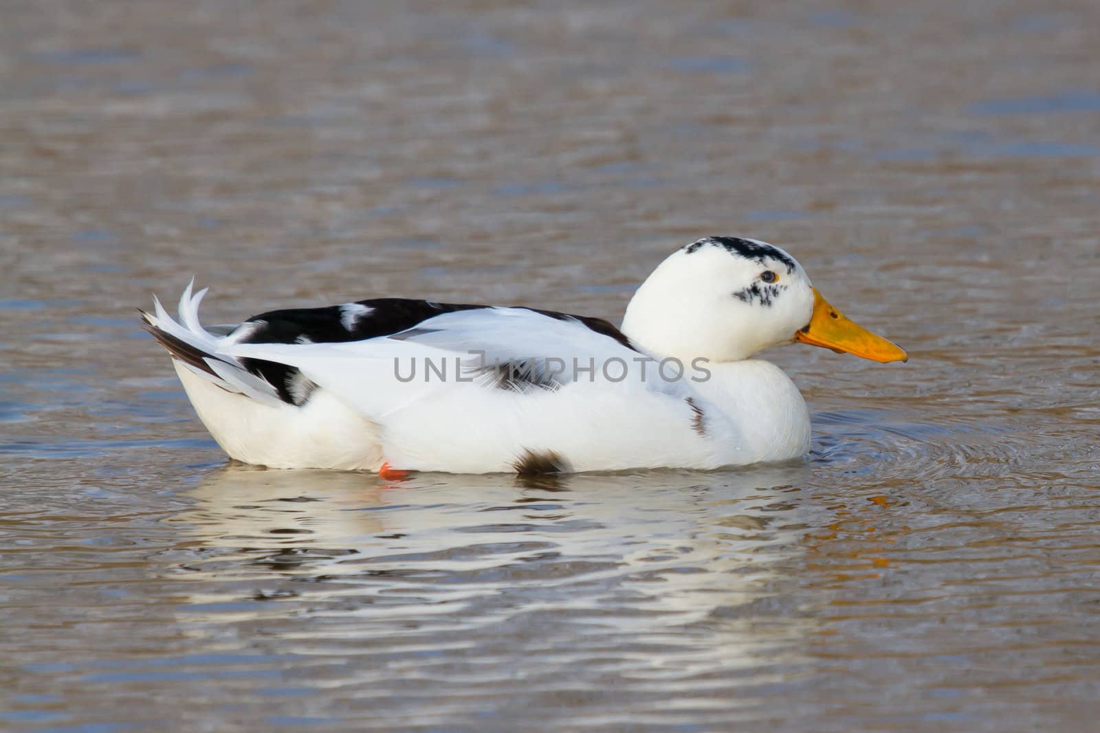 A wild duck in the water