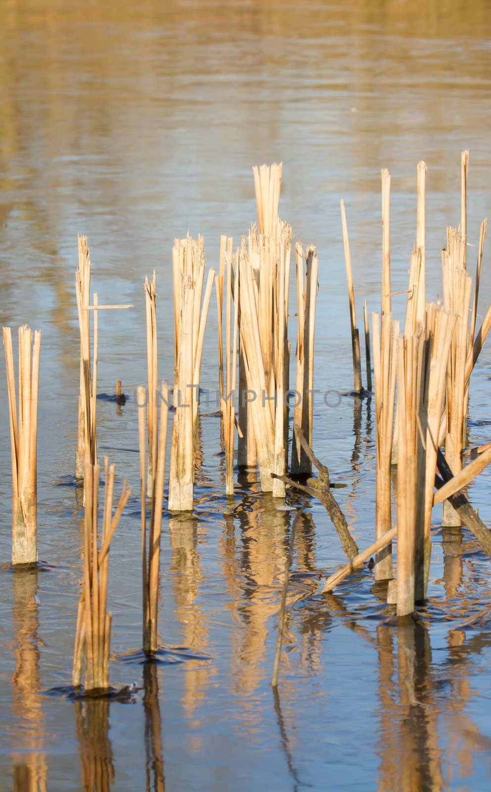 Reed in frozen lake by michaklootwijk