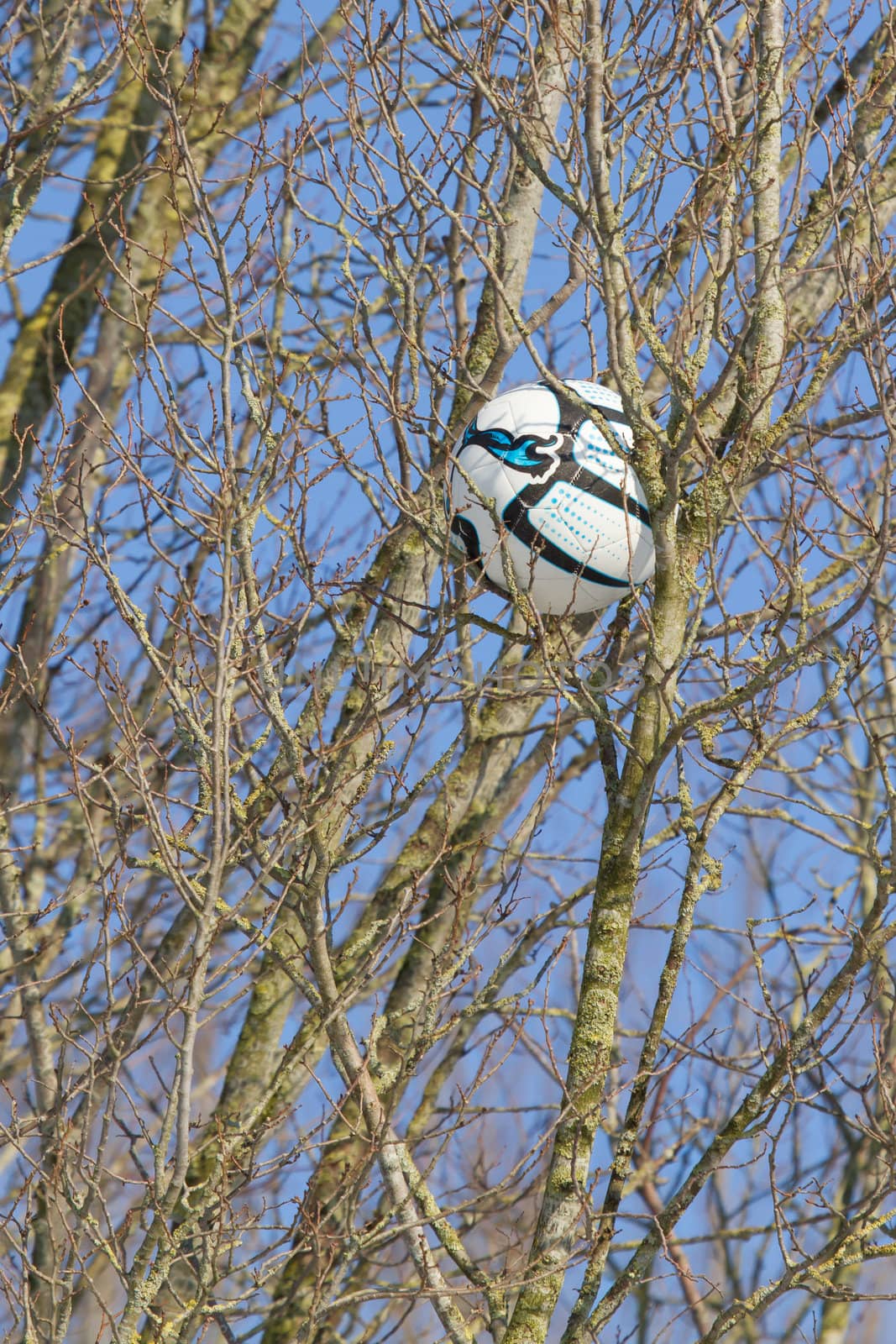 A football in a tree