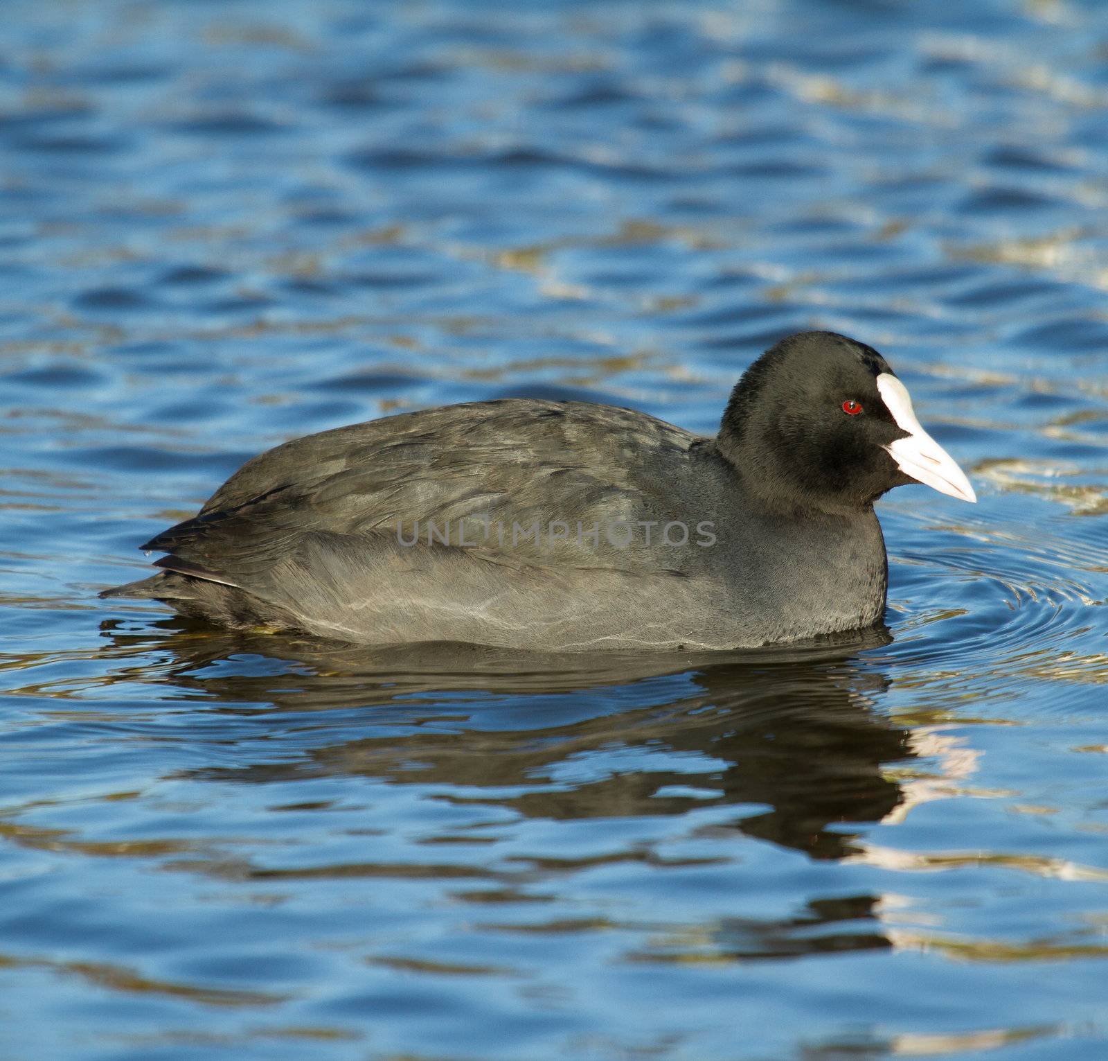 A common coot in the water by michaklootwijk