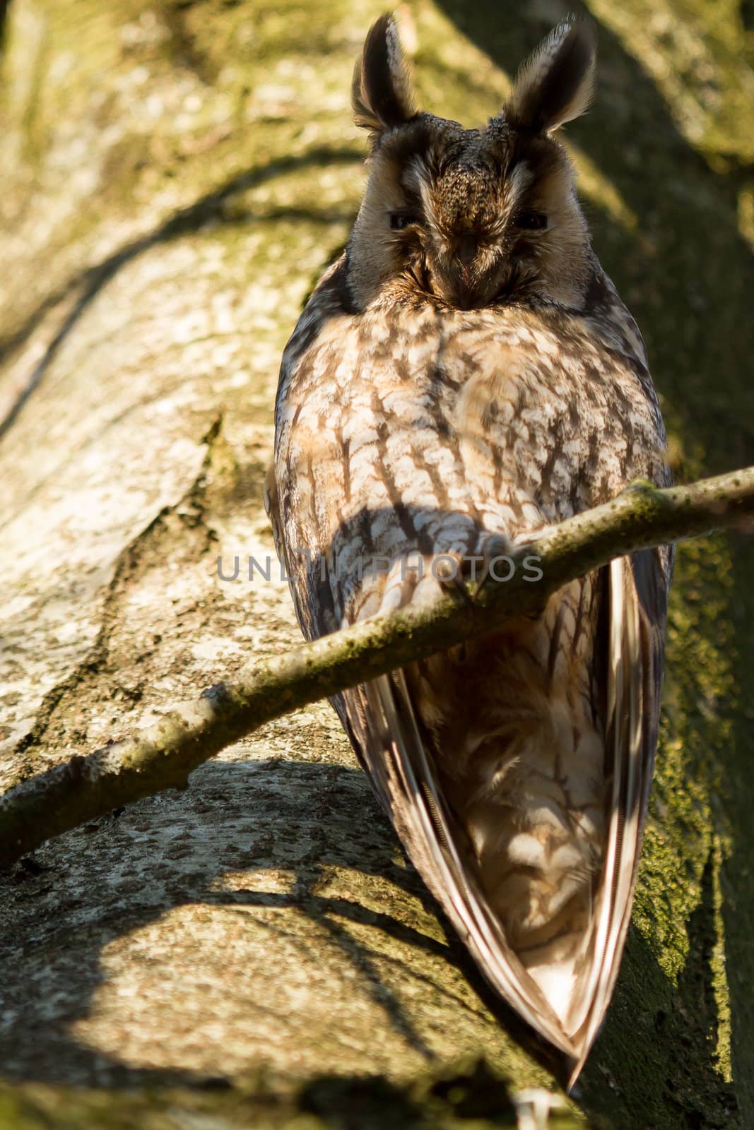 A sleeping long-eared owl by michaklootwijk