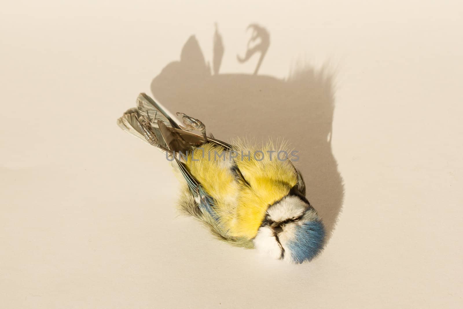 A deceased blue tit  by michaklootwijk