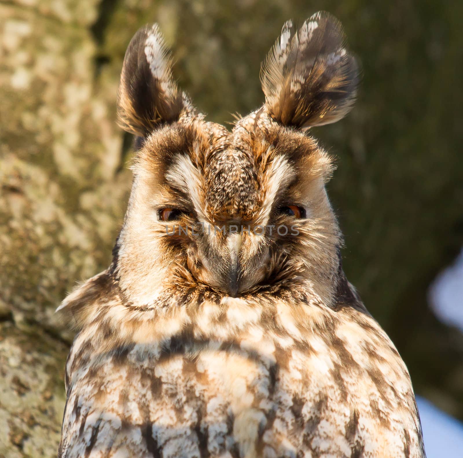 A sleeping long-eared owl in a tree