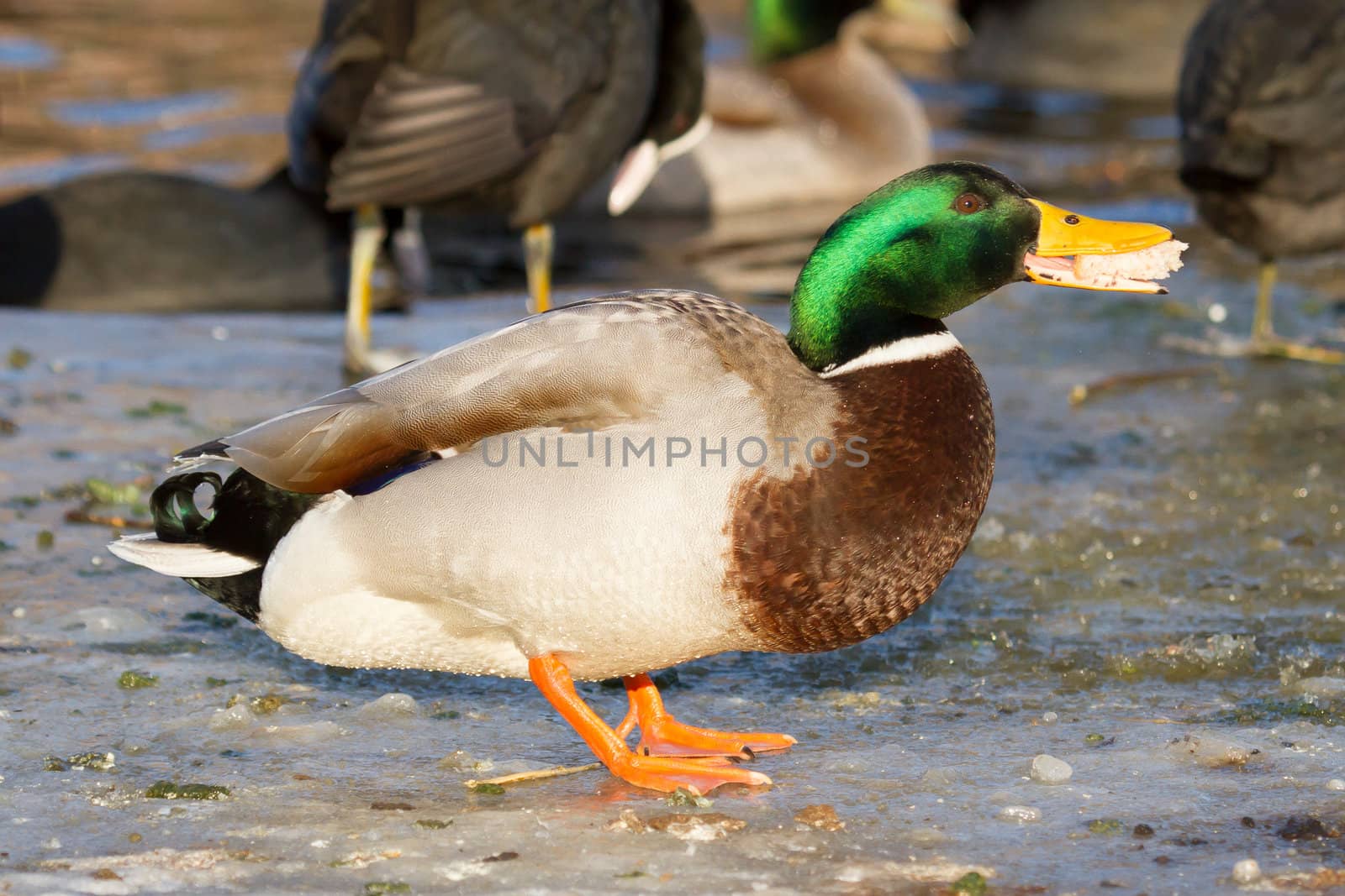 A mallard on the ice is eating bread