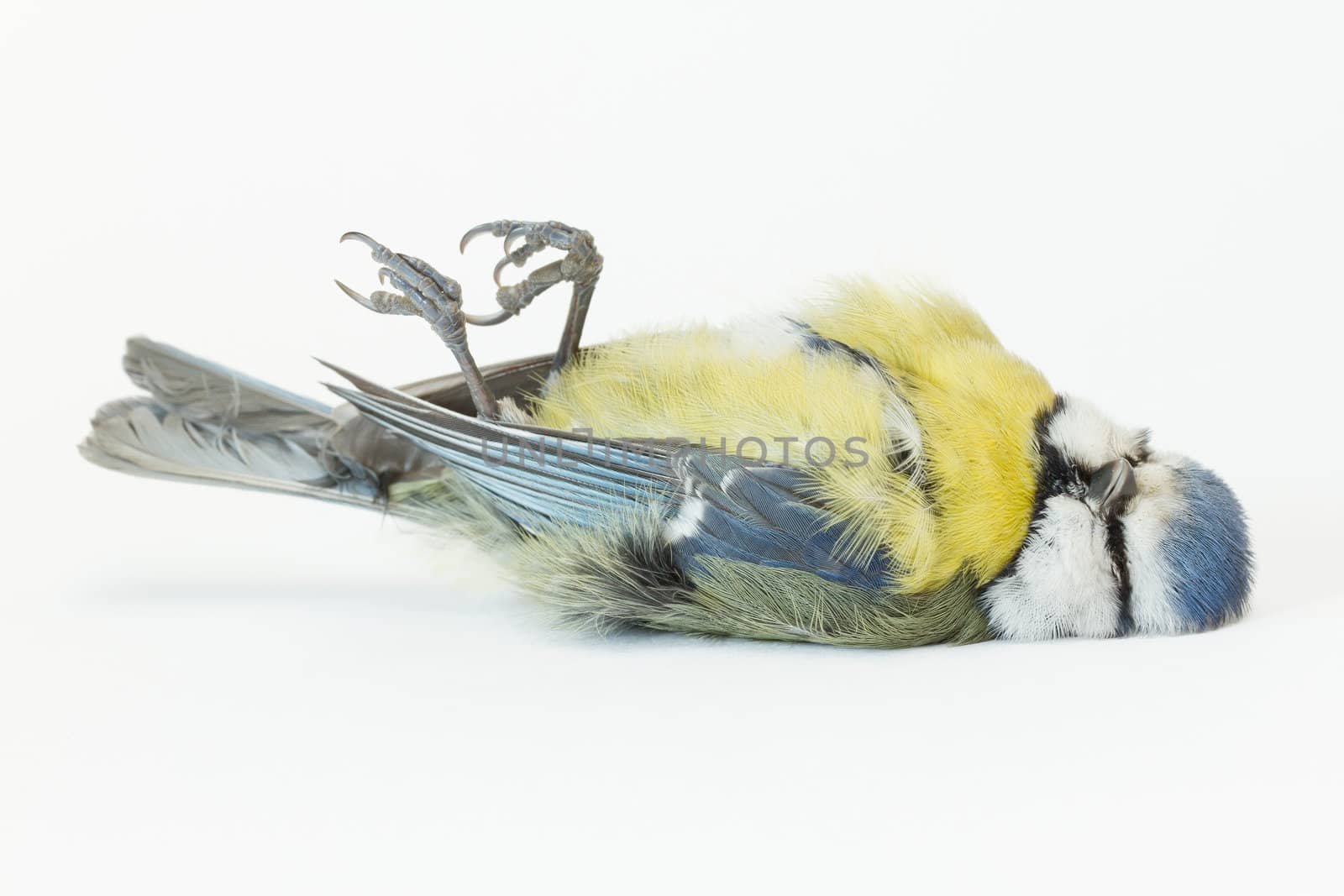 A close-up of a deceased blue tit