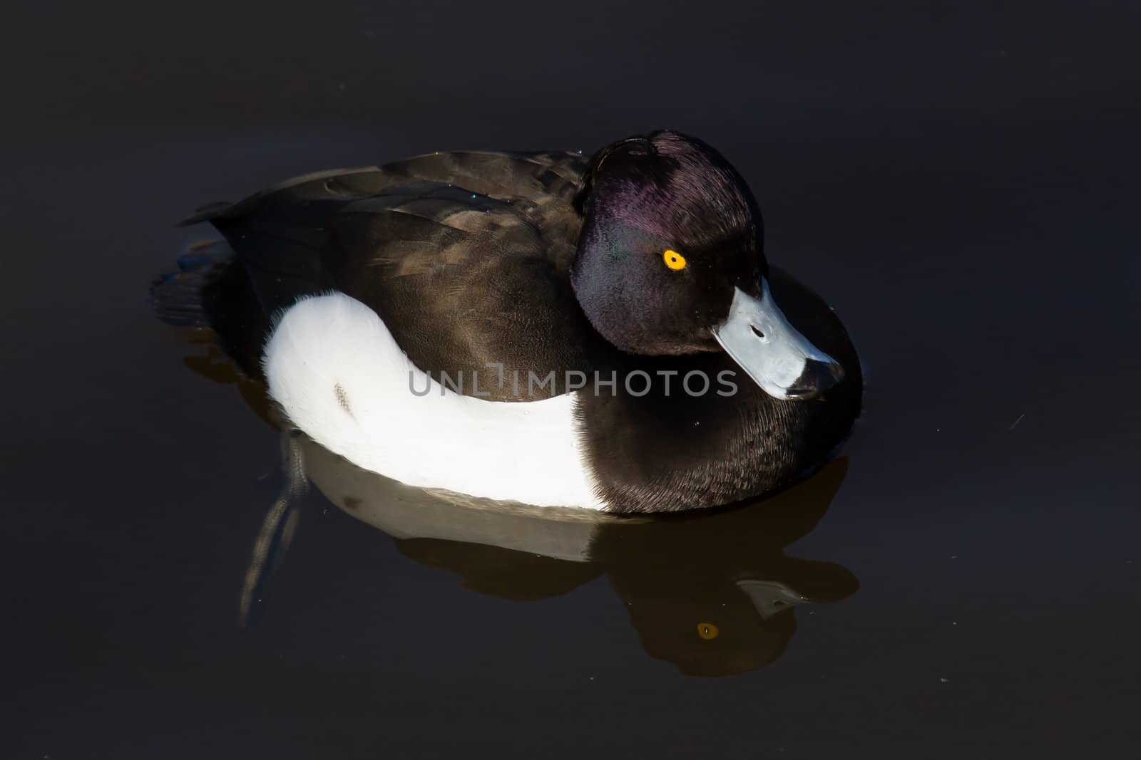 Male Tufted duck by michaklootwijk
