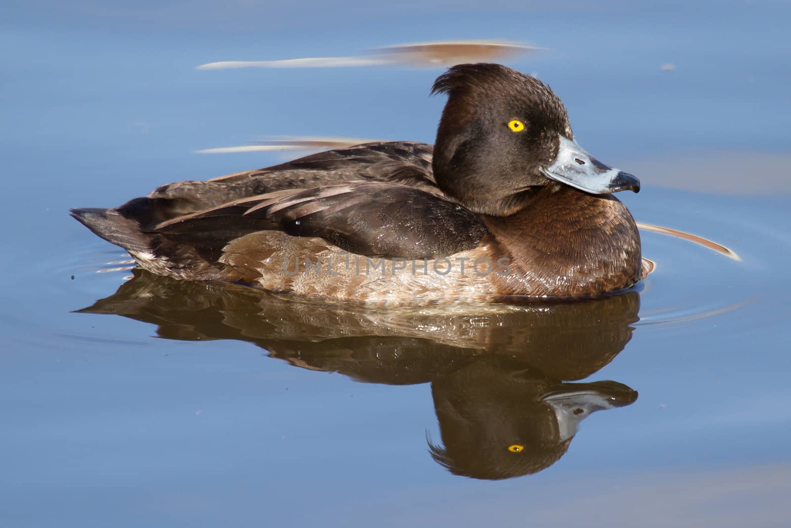 Female Tufted duck by michaklootwijk