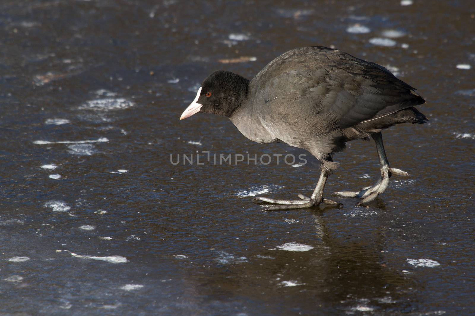 A common coot by michaklootwijk