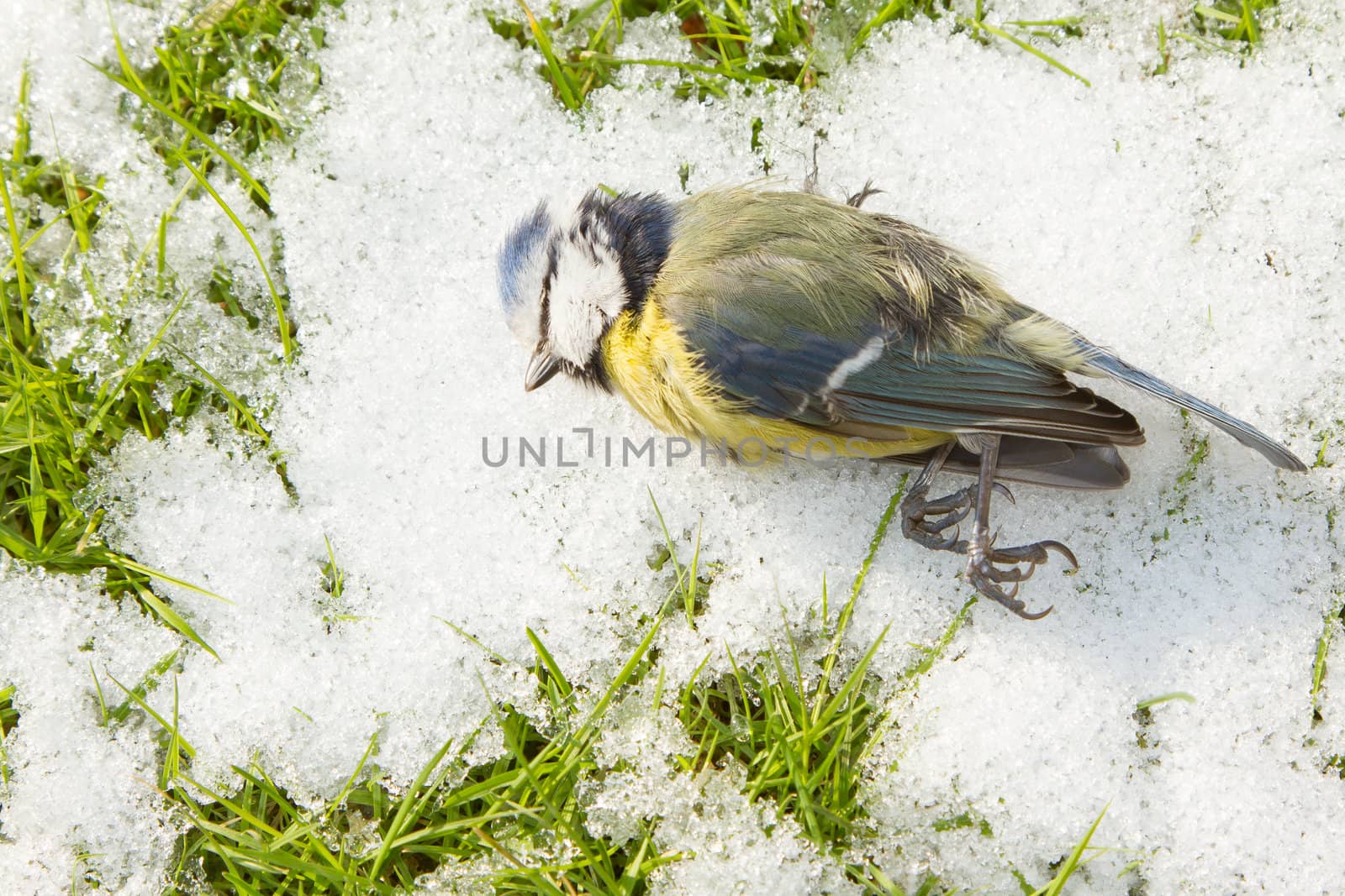 A blue tit starved to death and lies on the cold snow