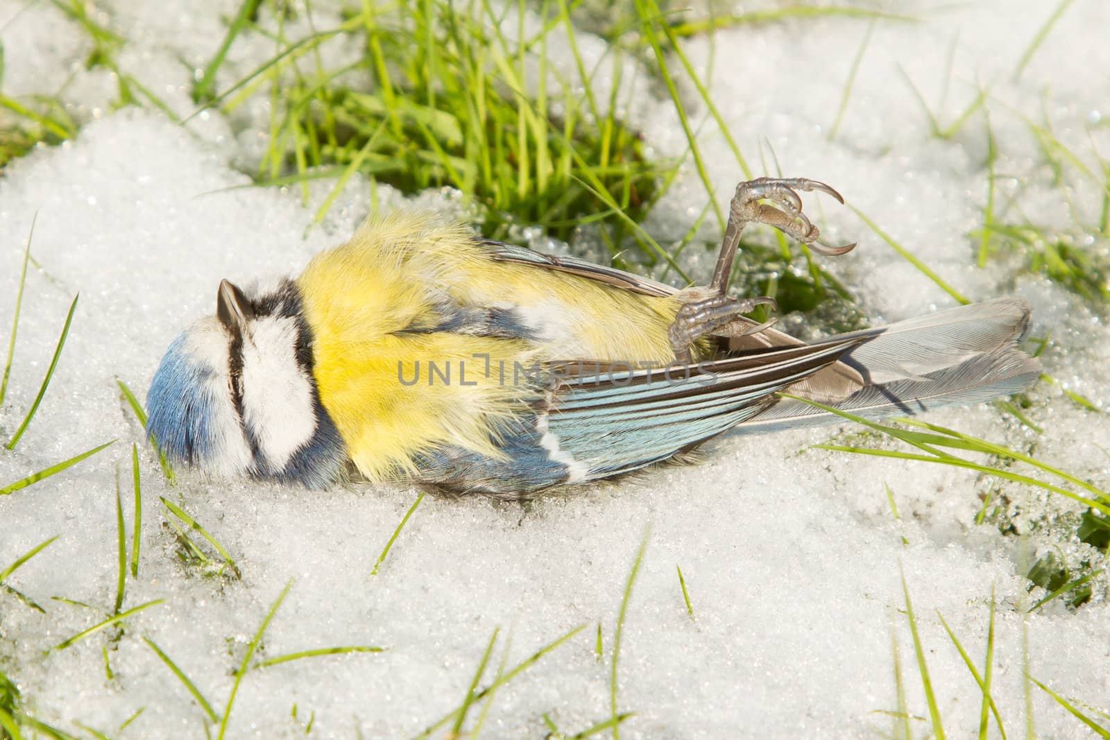A blue tit starved to death and lies on the cold snow