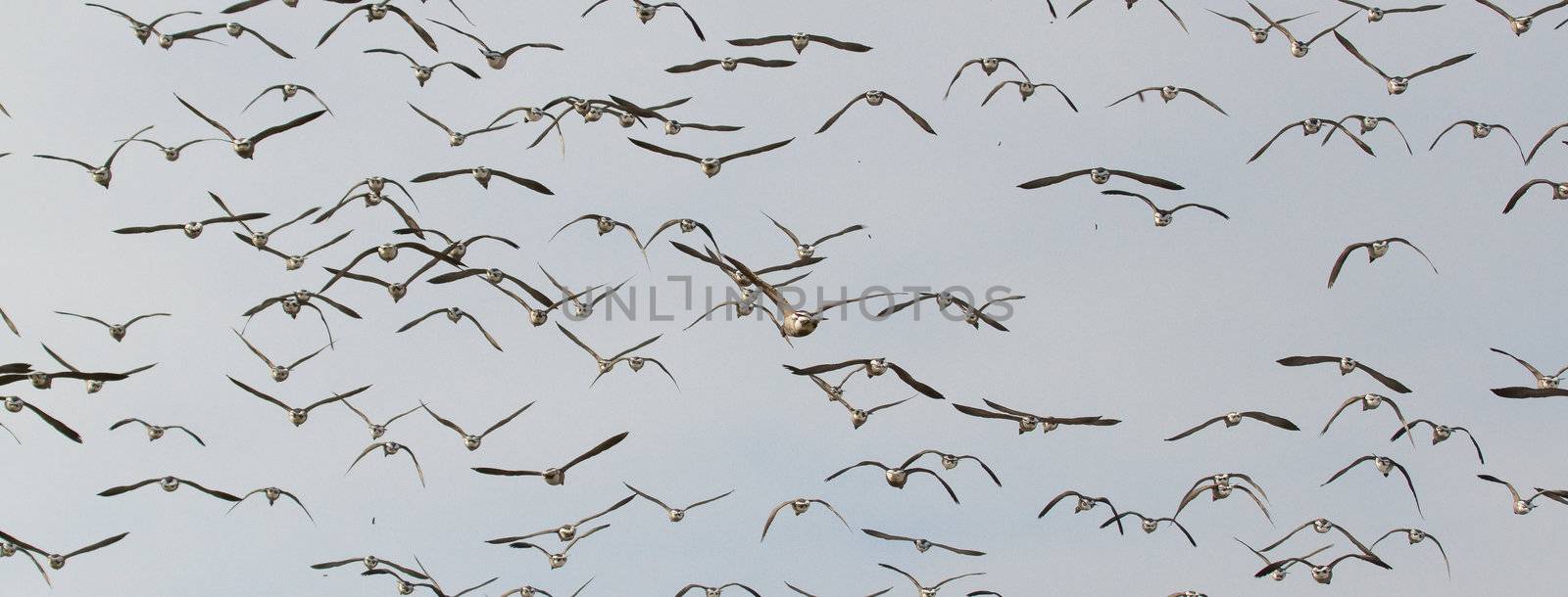 A group of Brent geese in flight