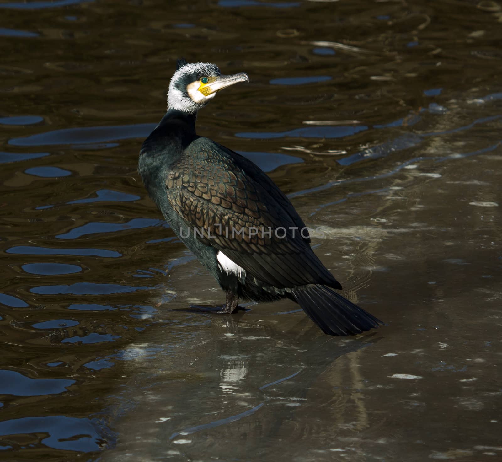 A cormorant is sitting on the ice