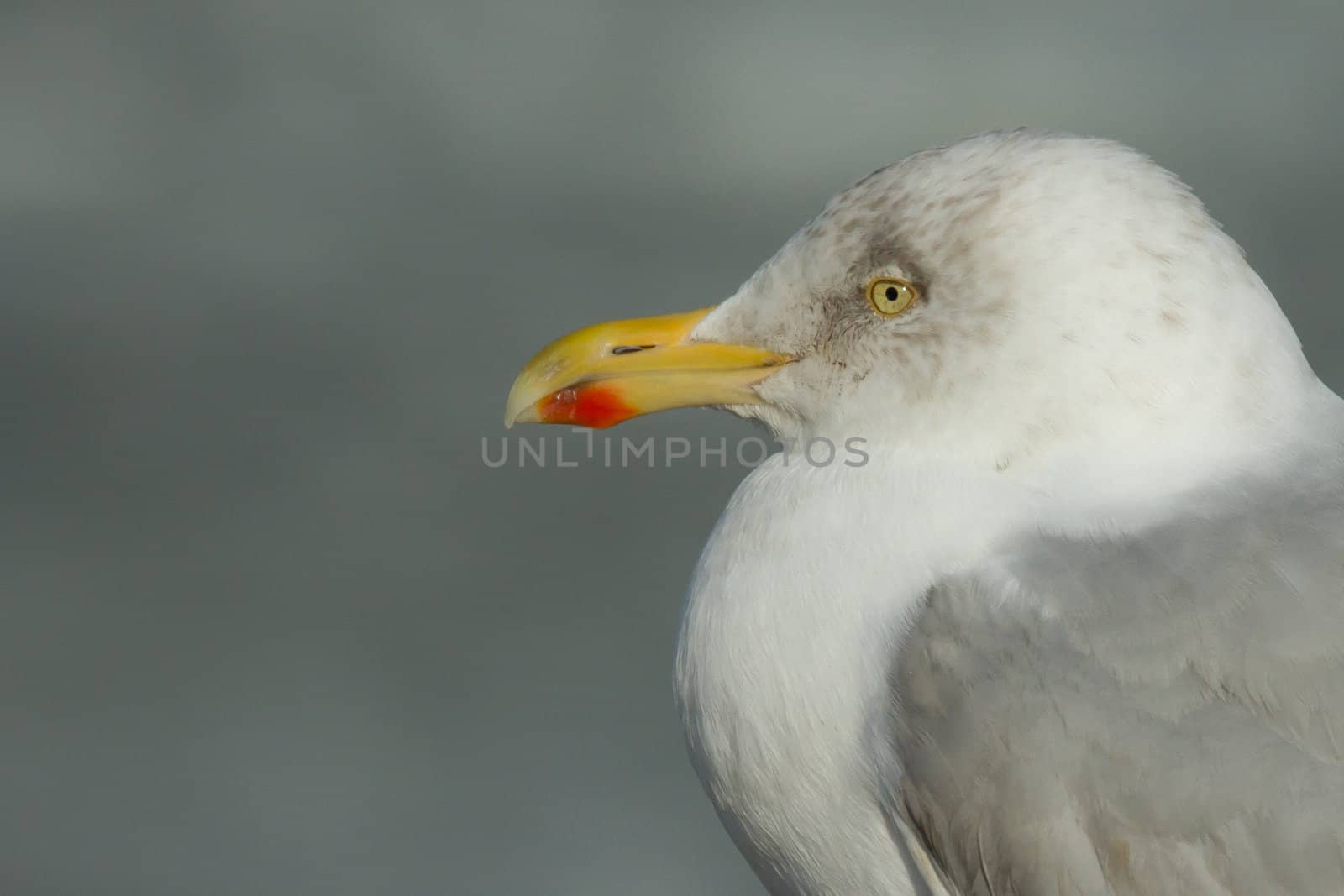A close-up of a herring gull