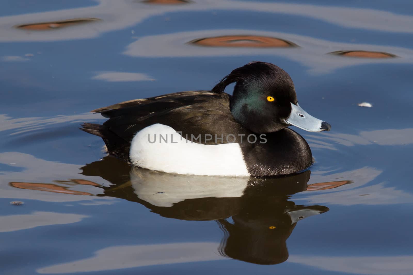 Male Tufted duck by michaklootwijk