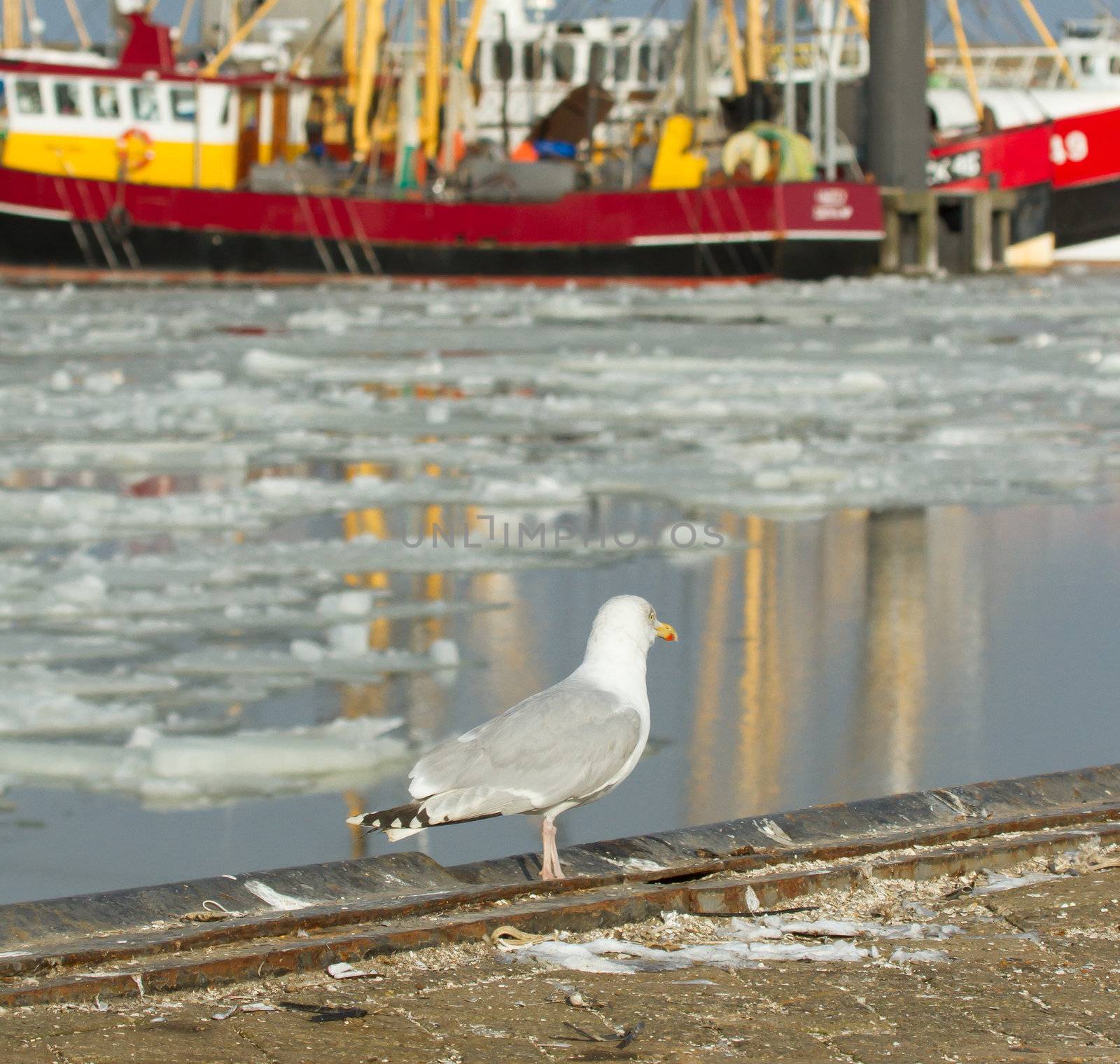 A herring gull with a fishing boat by michaklootwijk