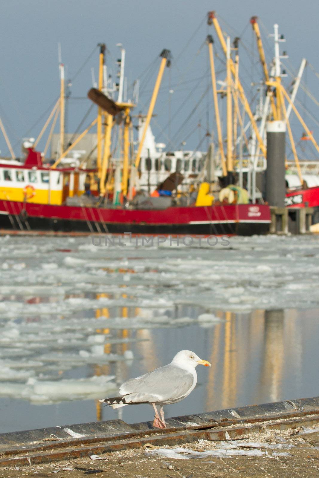 A herring gull with a fishing boat on the background
