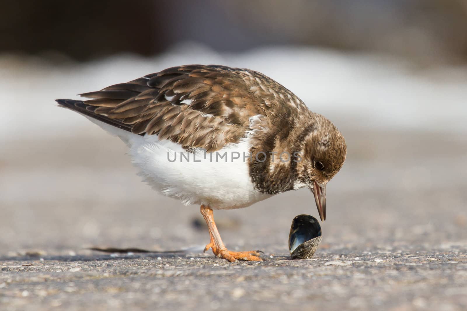 Close-up of a Ruddy Turnstone