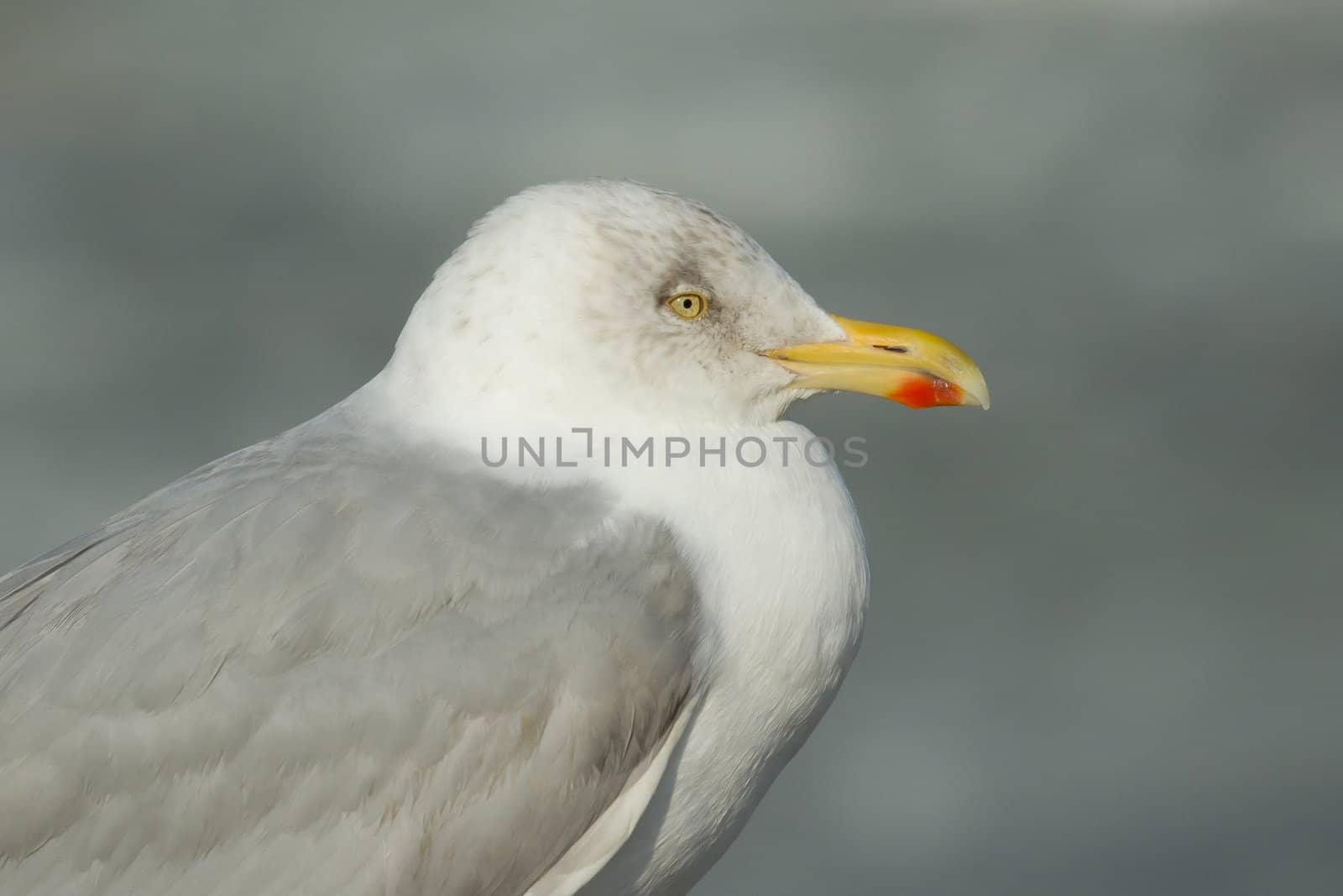 A herring gull by michaklootwijk