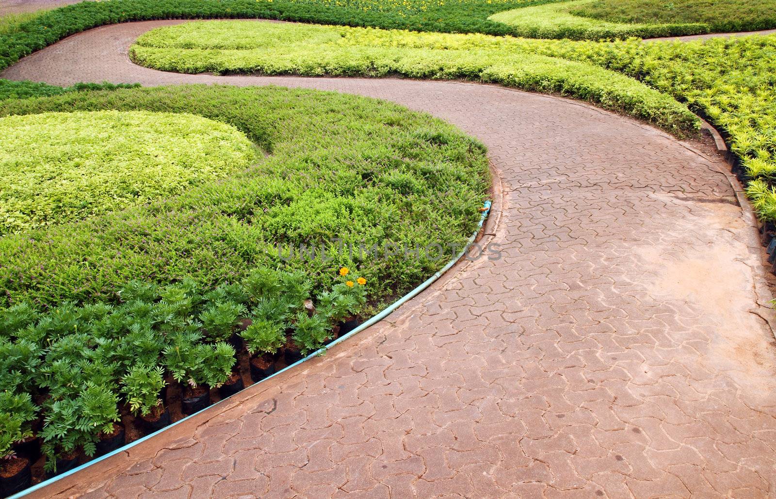 Stone pathway in garden