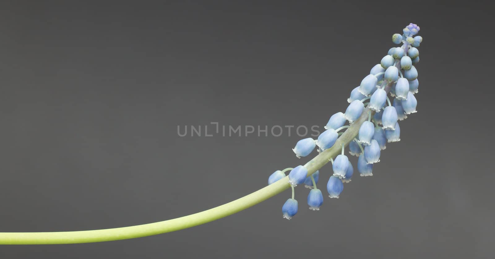 Grape hyacinth with grey background by michaklootwijk