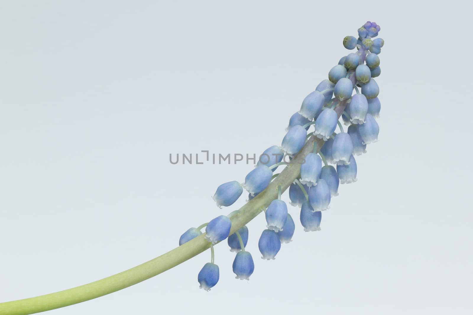 Grape hyacinth with white background by michaklootwijk