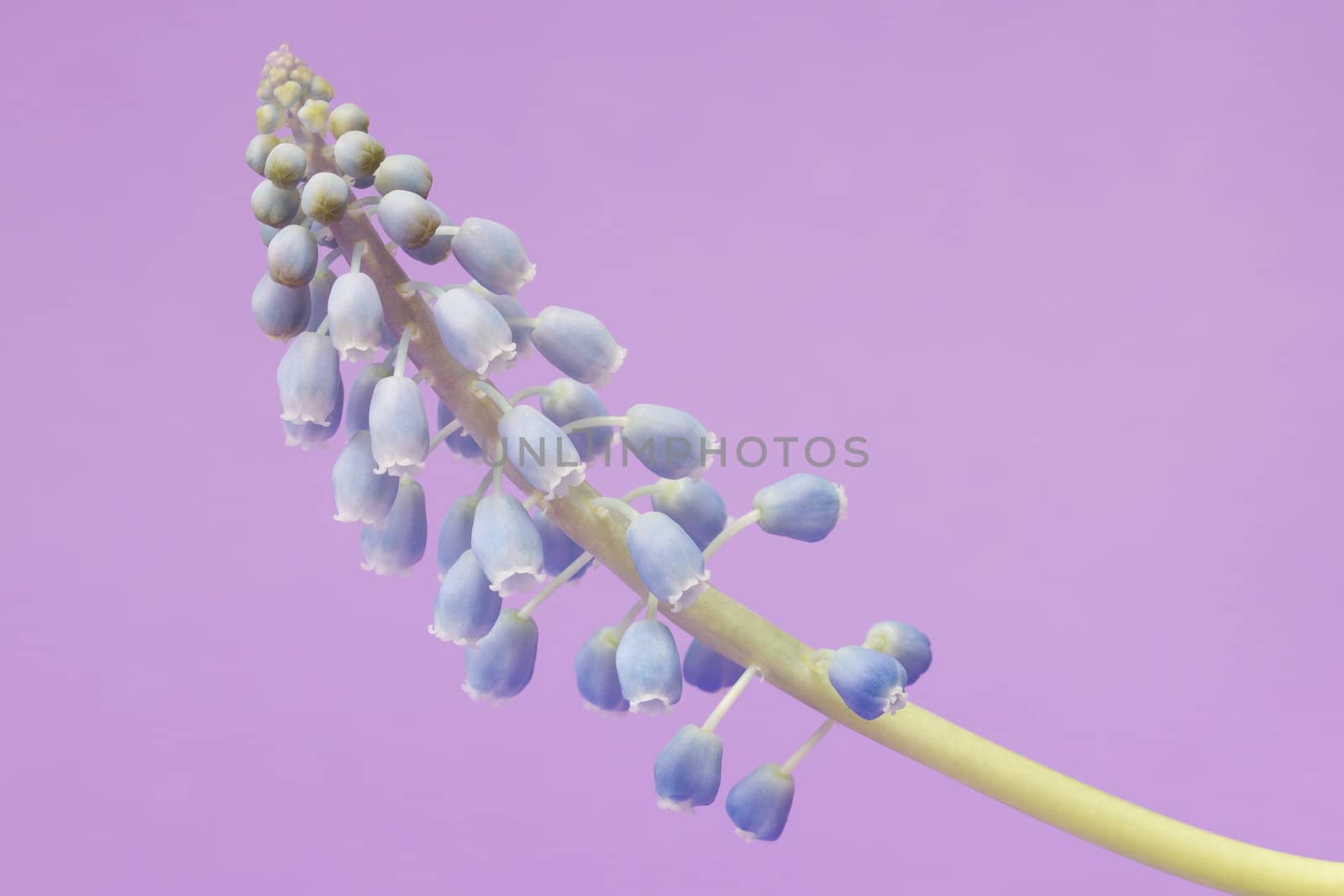 Grape hyacinth with purple background by michaklootwijk