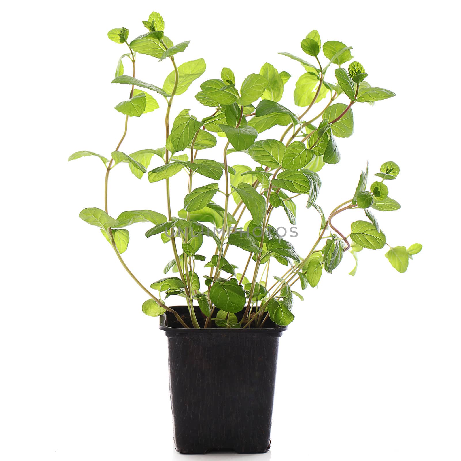 Close up of fresh mint in a pot over a white background