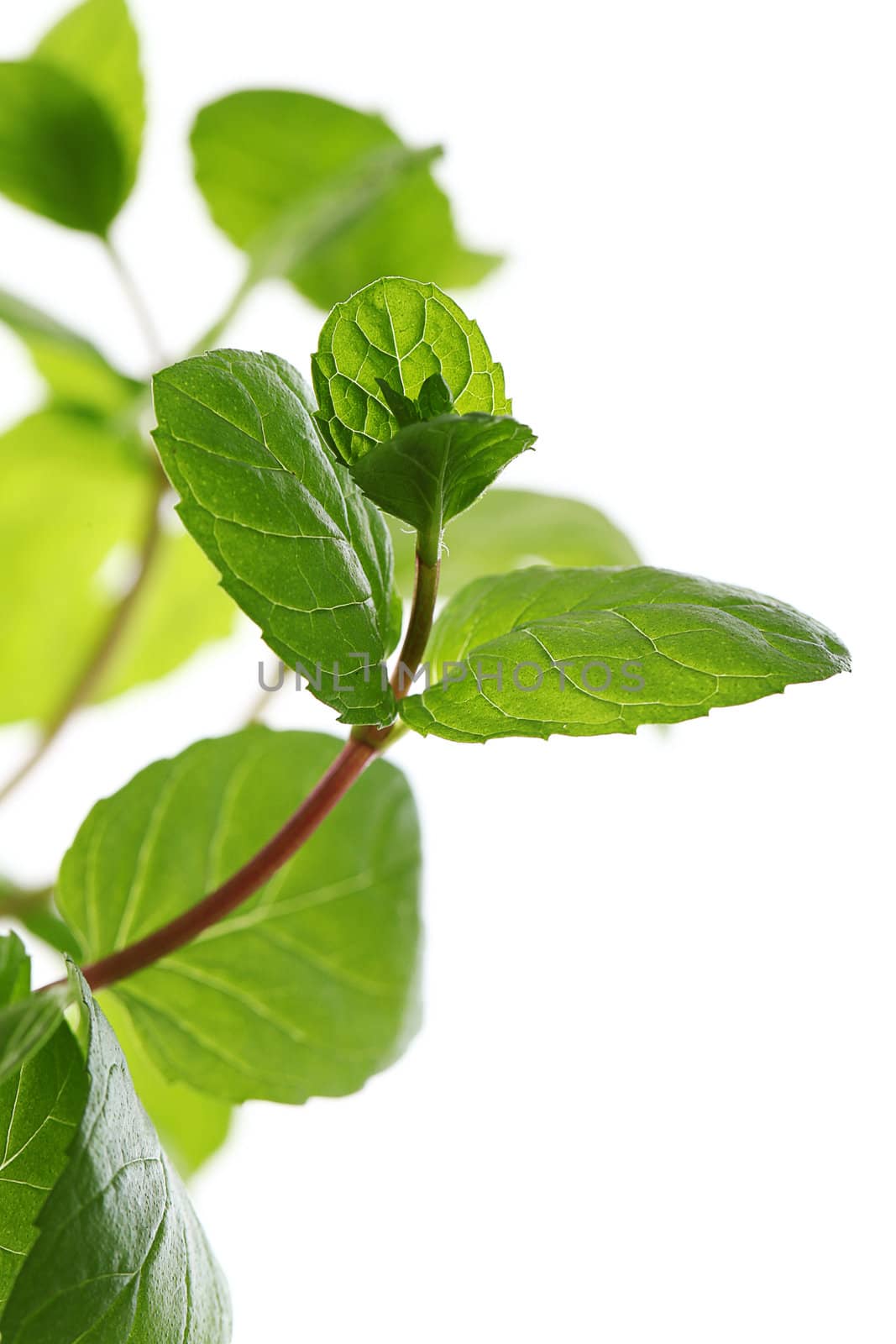 Close up of fresh natural mint over a white background