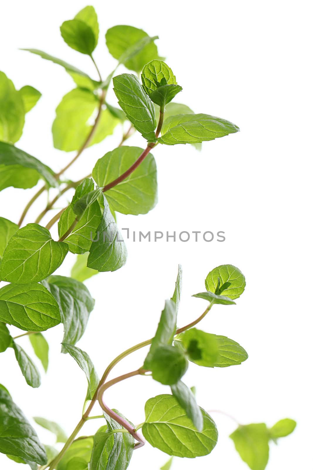 Close up of fresh natural mint over a white background