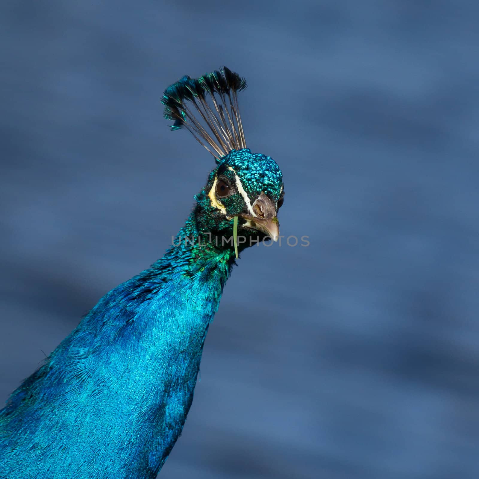 A colorful male peacock is eating grass