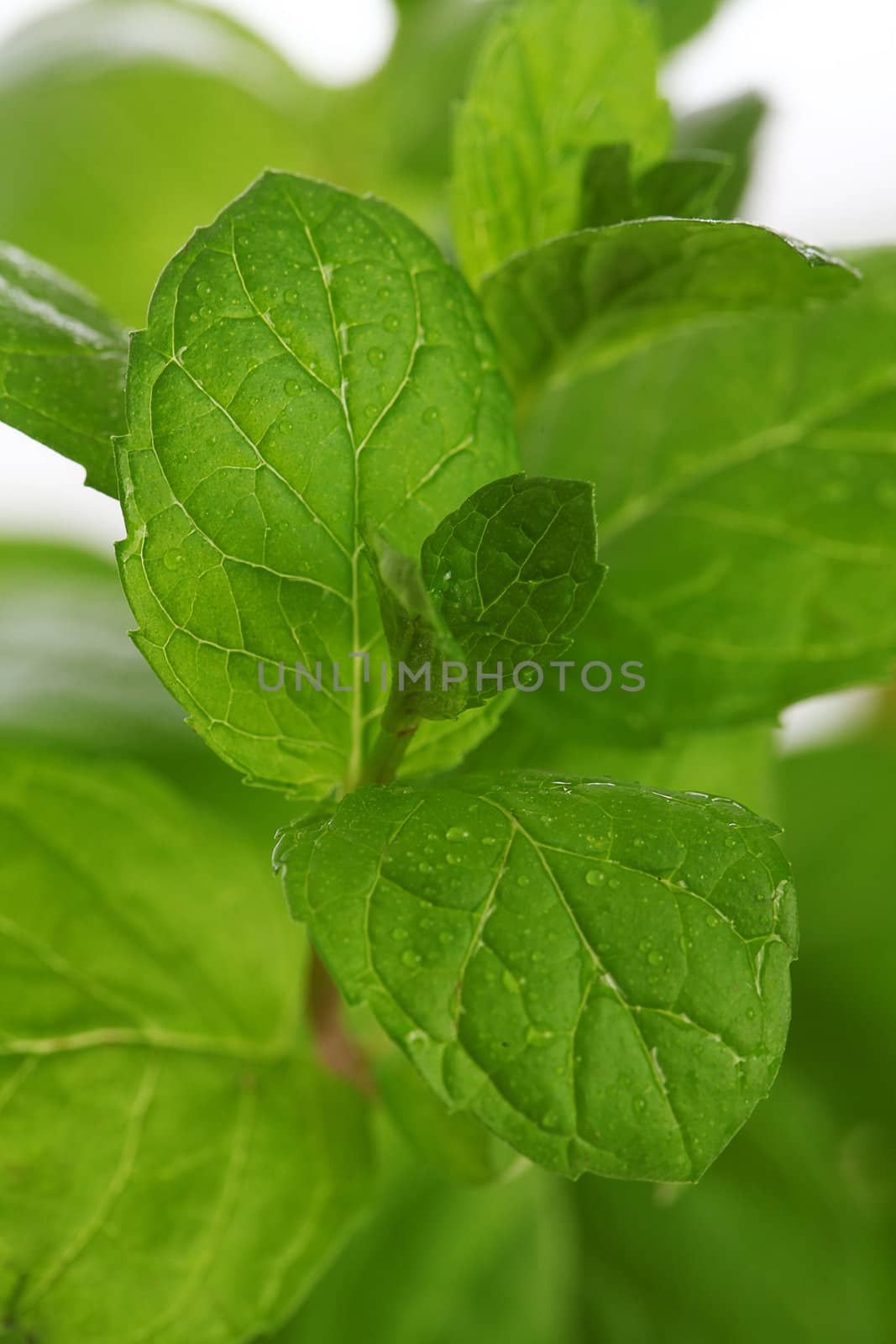 Close up of fresh natural mint over a white background