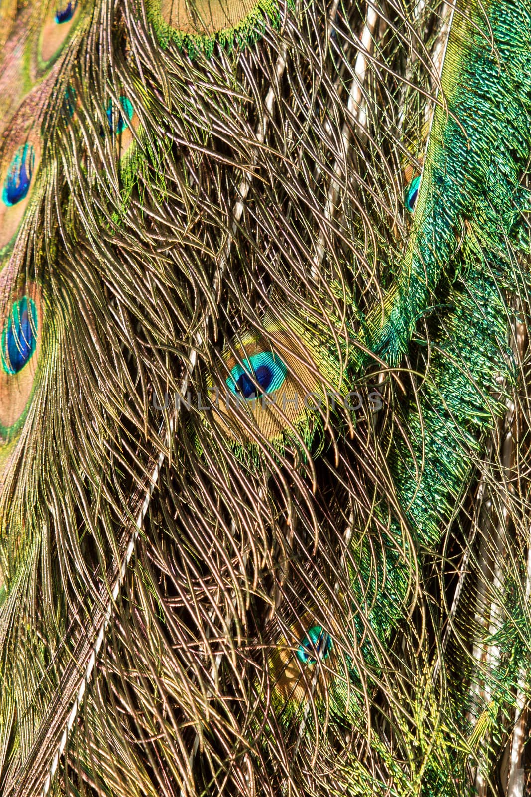 Feathers of a male peacock by michaklootwijk