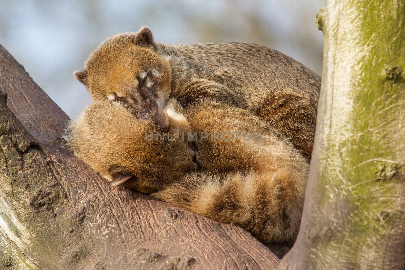 Two coatimundis are sleeping in a tree