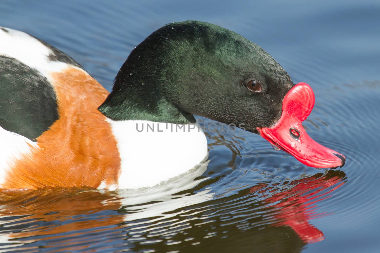 Common Shelduck swimming by michaklootwijk